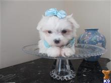 maltese puppy posted by Elegant Babies